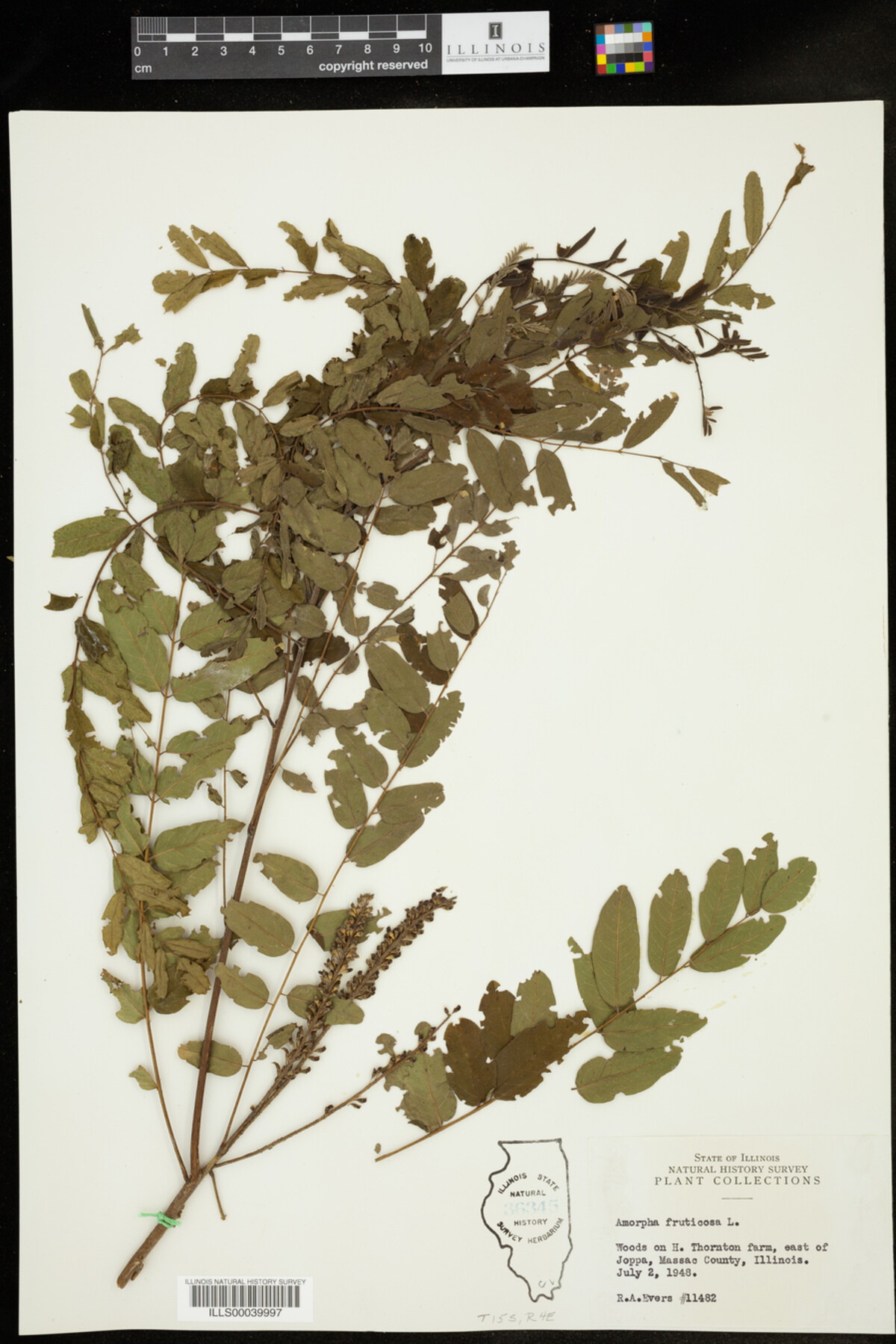 Amorpha fruticosa image