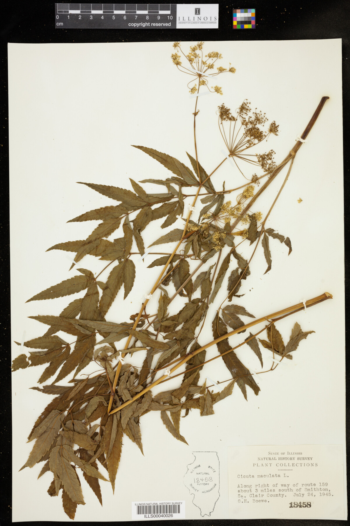 Cicuta maculata image