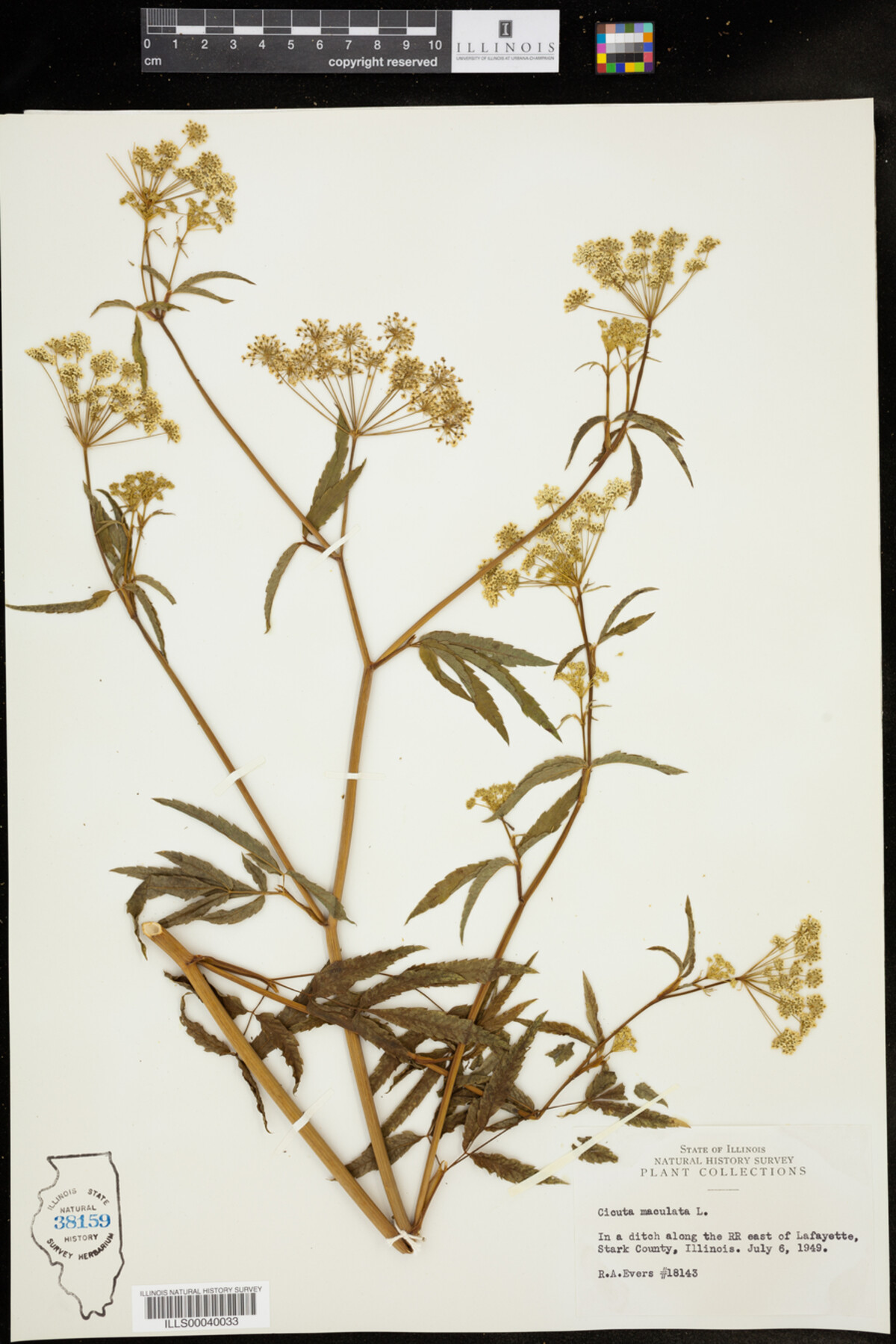 Cicuta maculata image