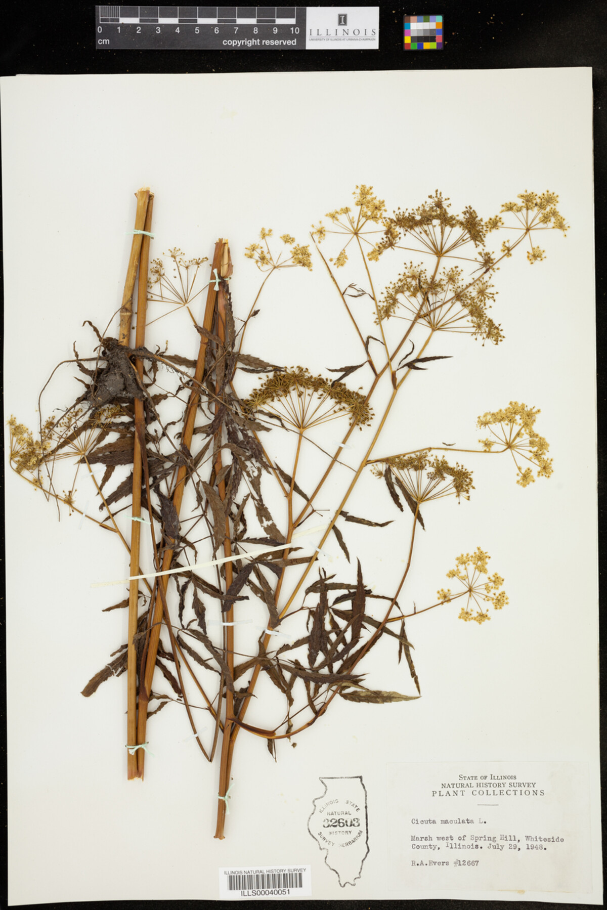 Cicuta maculata image