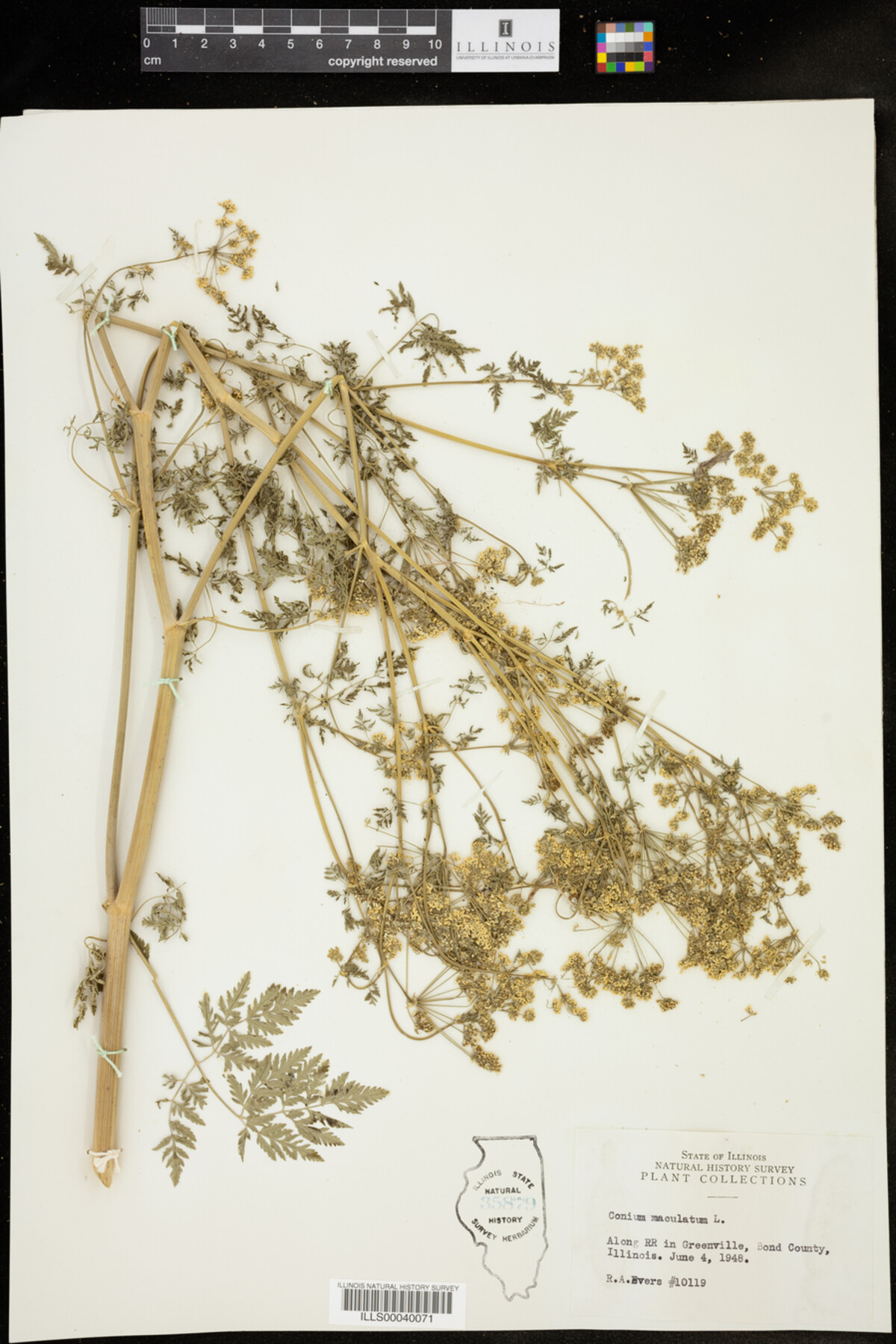 Conium maculatum image