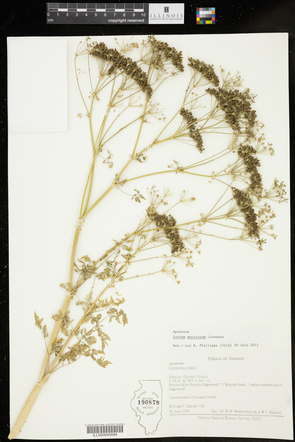 Conium maculatum image