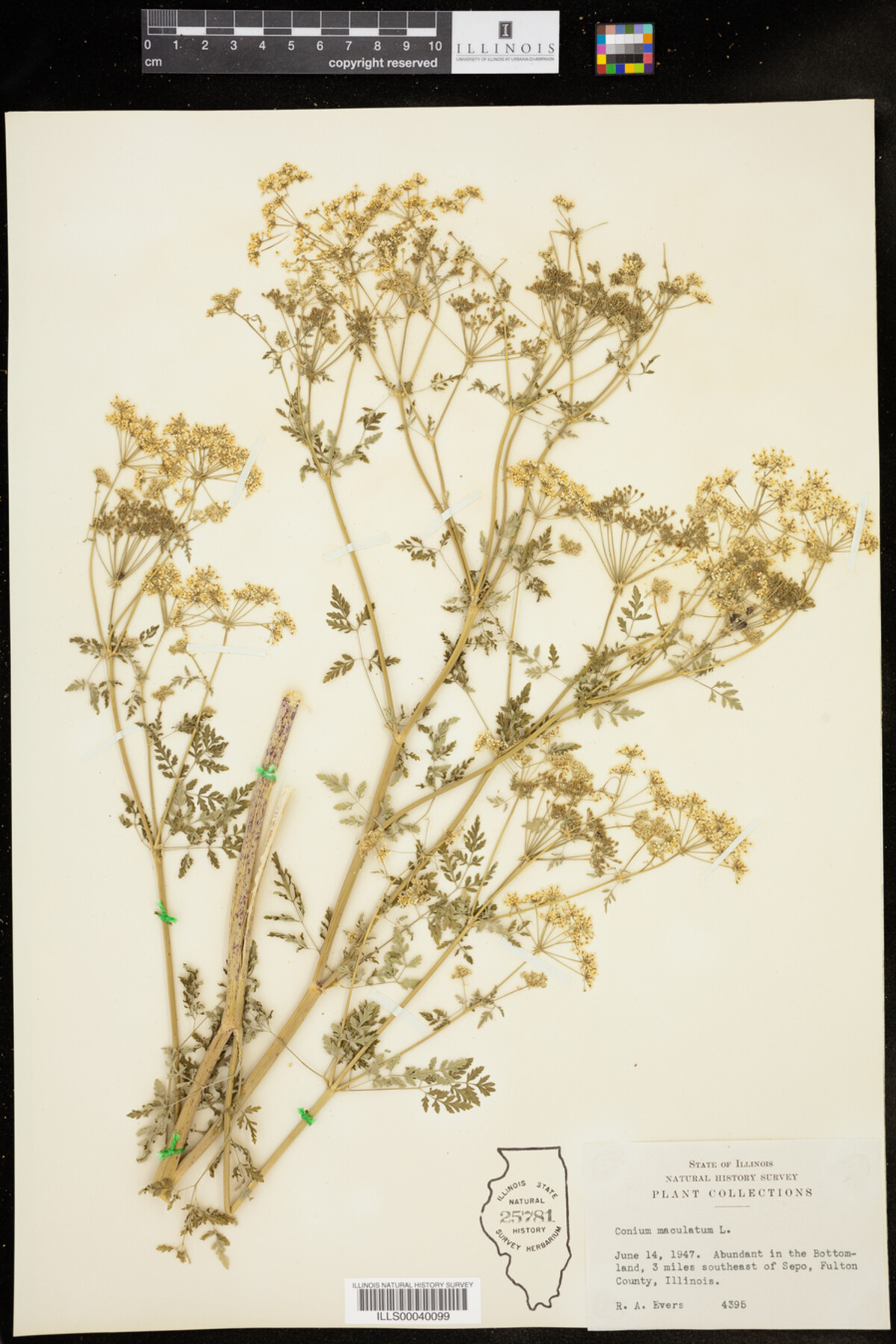 Conium maculatum image