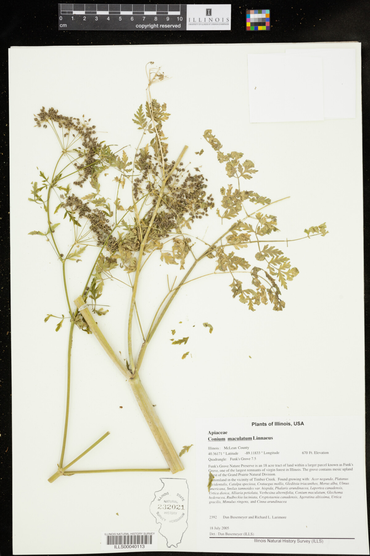 Conium maculatum image