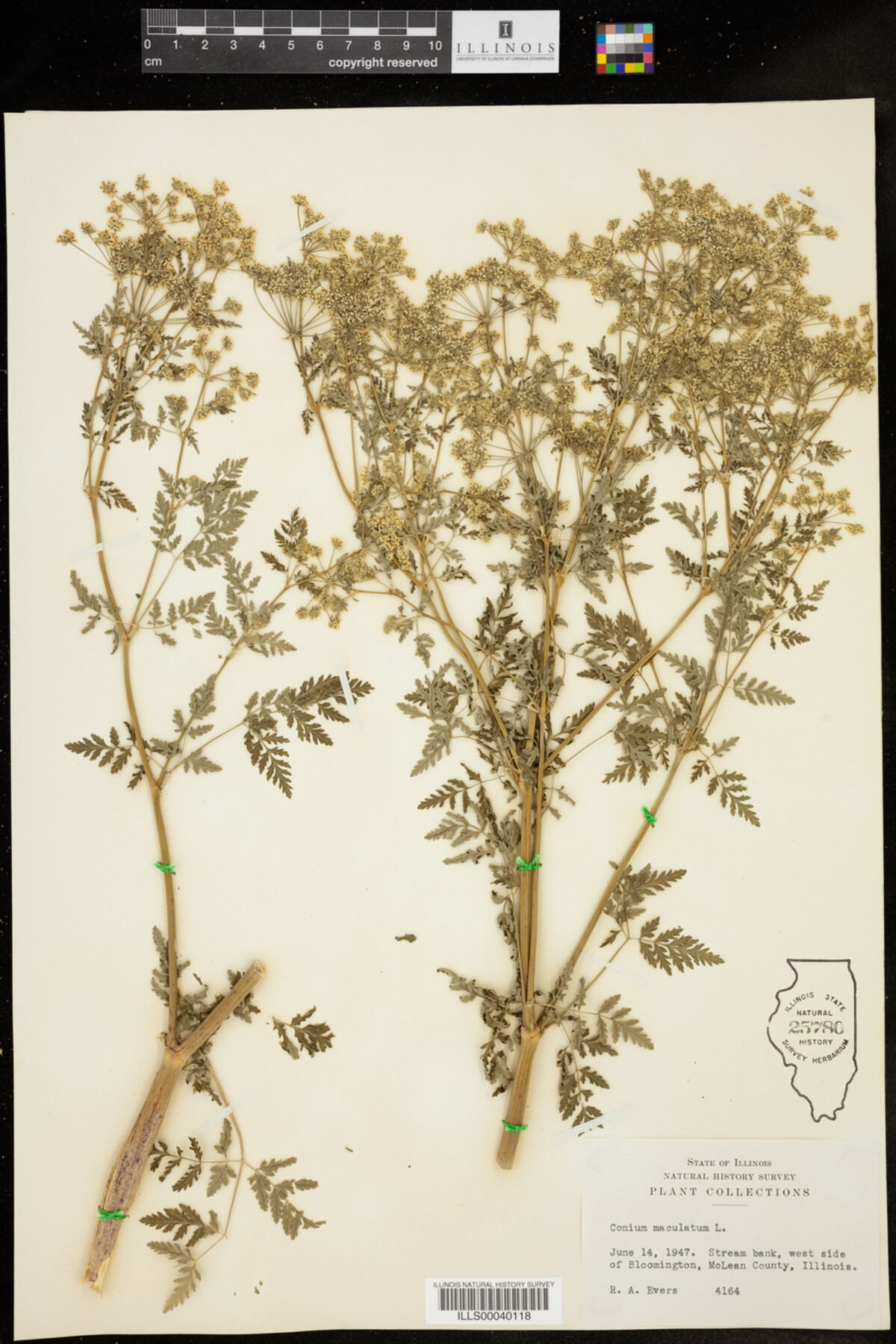 Conium maculatum image