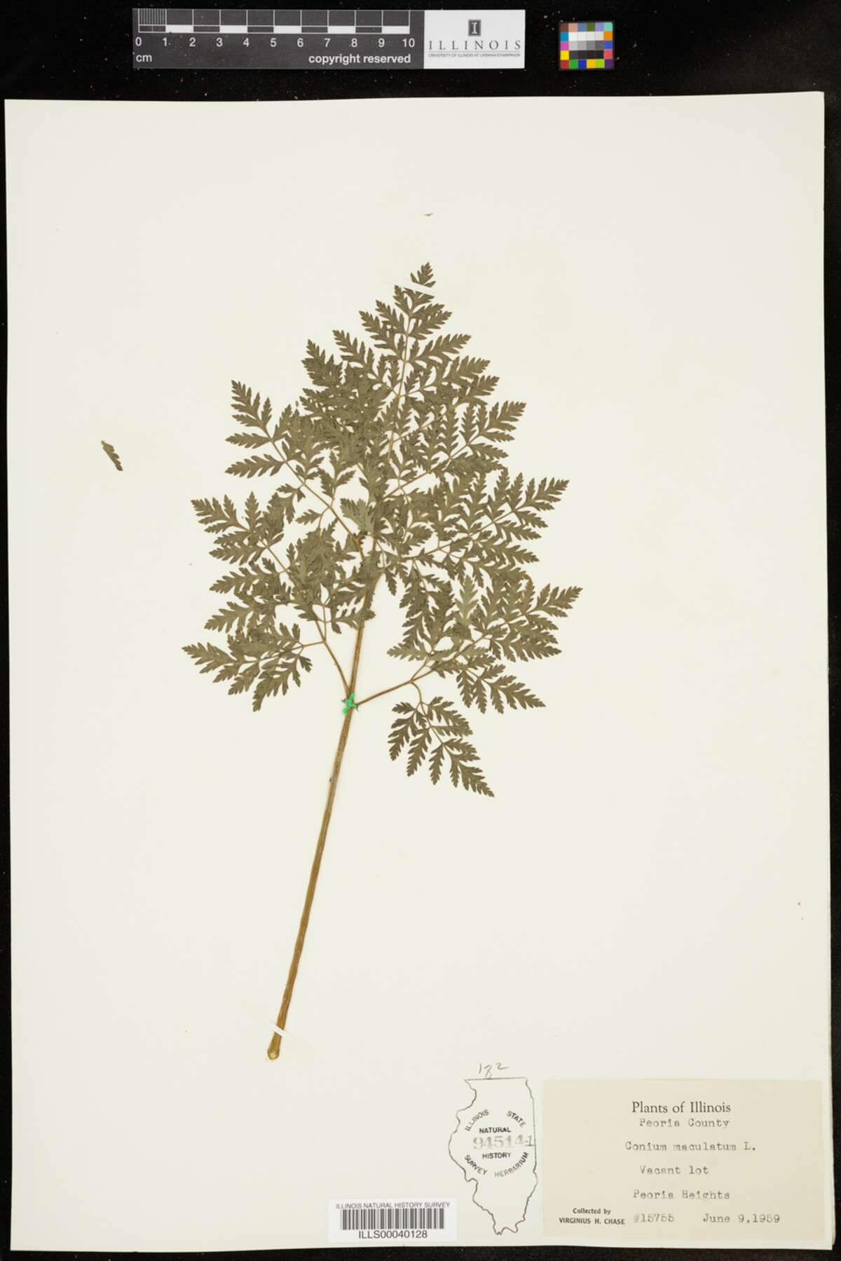 Conium maculatum image