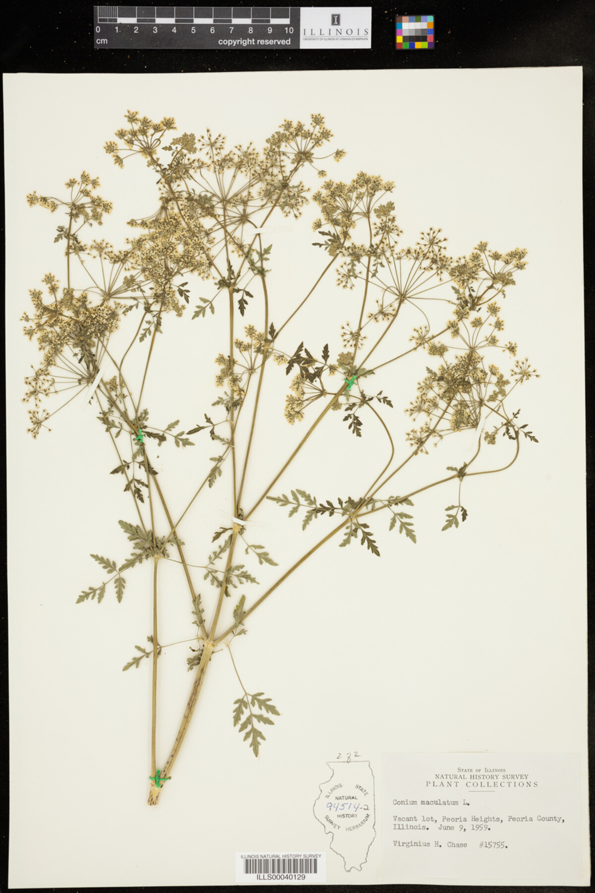 Conium maculatum image