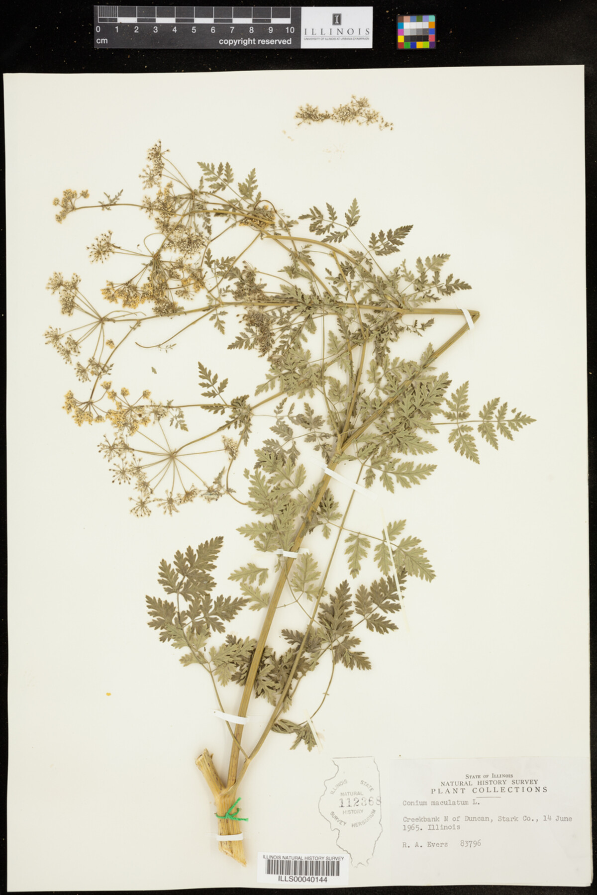 Conium maculatum image