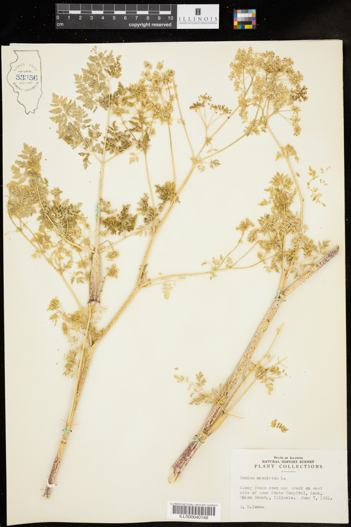 Conium maculatum image