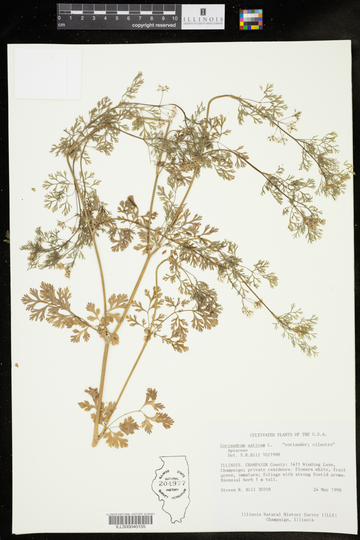 Coriandrum sativum image