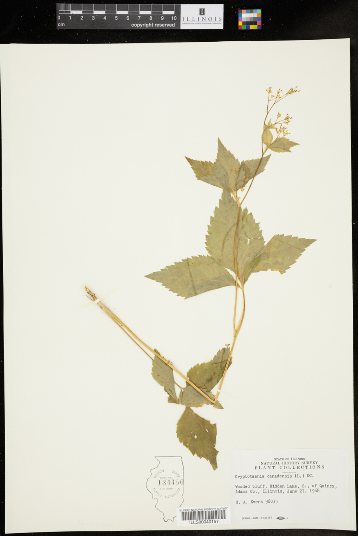 Cryptotaenia canadensis image