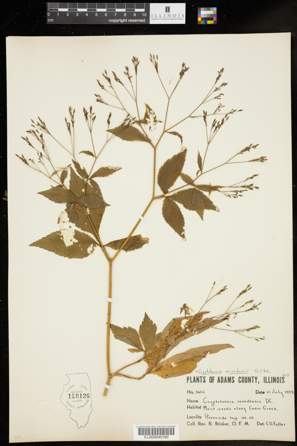 Cryptotaenia canadensis image