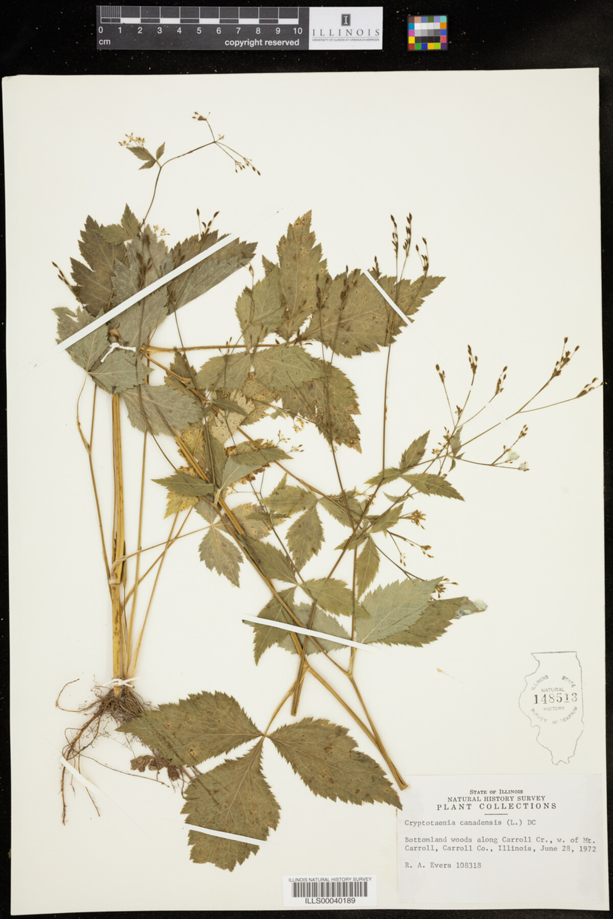 Cryptotaenia canadensis image