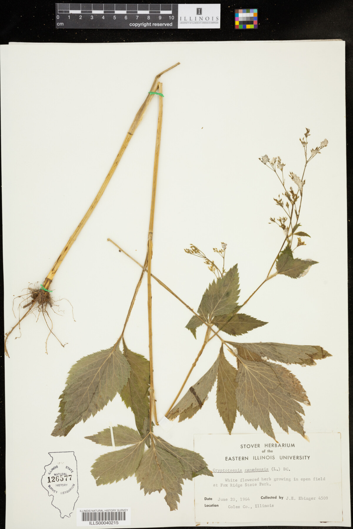 Cryptotaenia canadensis image