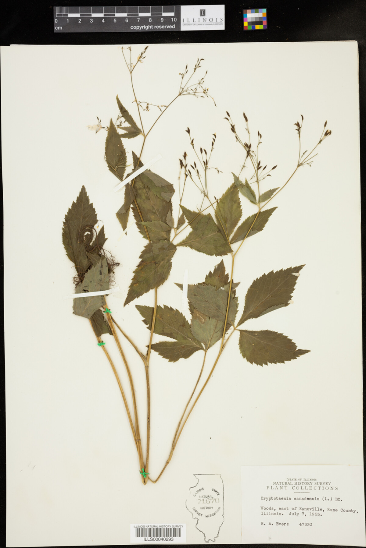 Cryptotaenia canadensis image