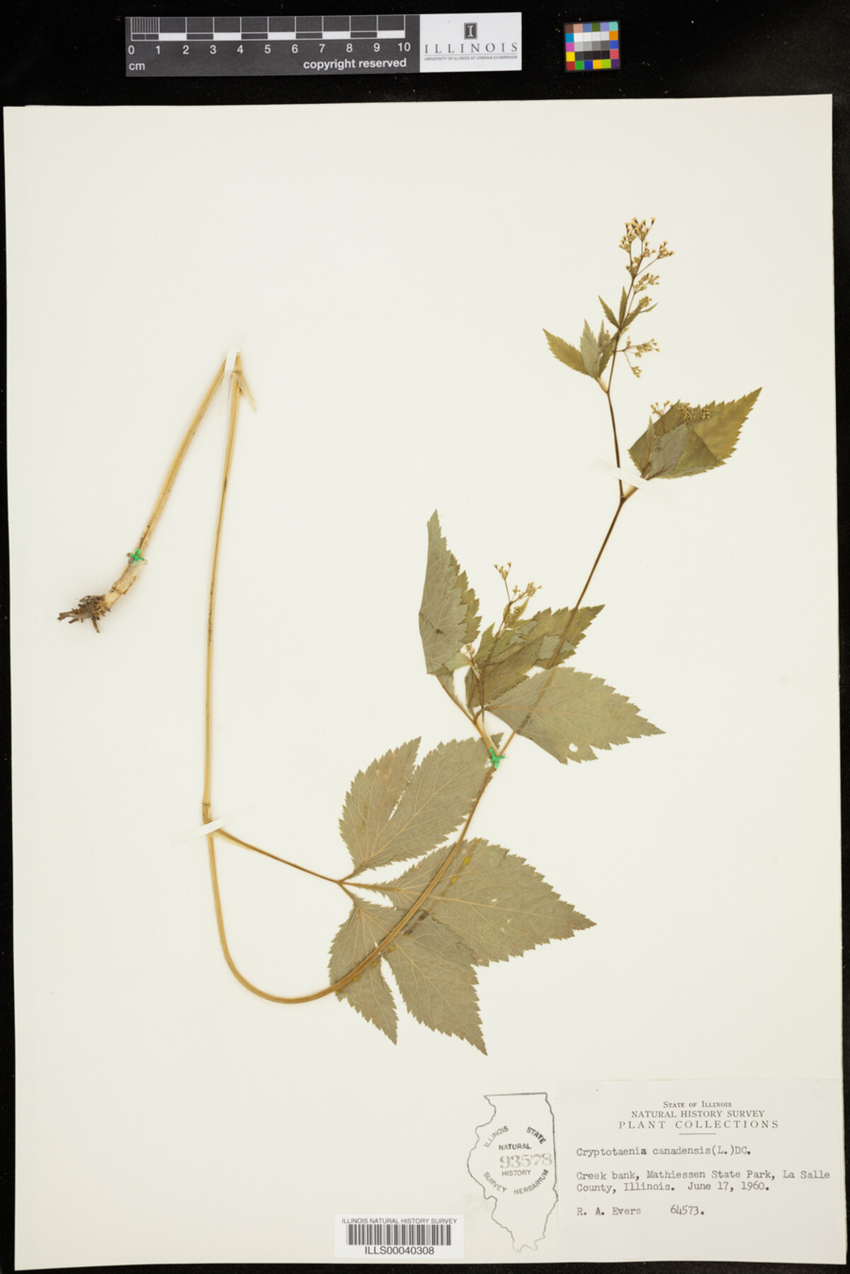 Cryptotaenia image