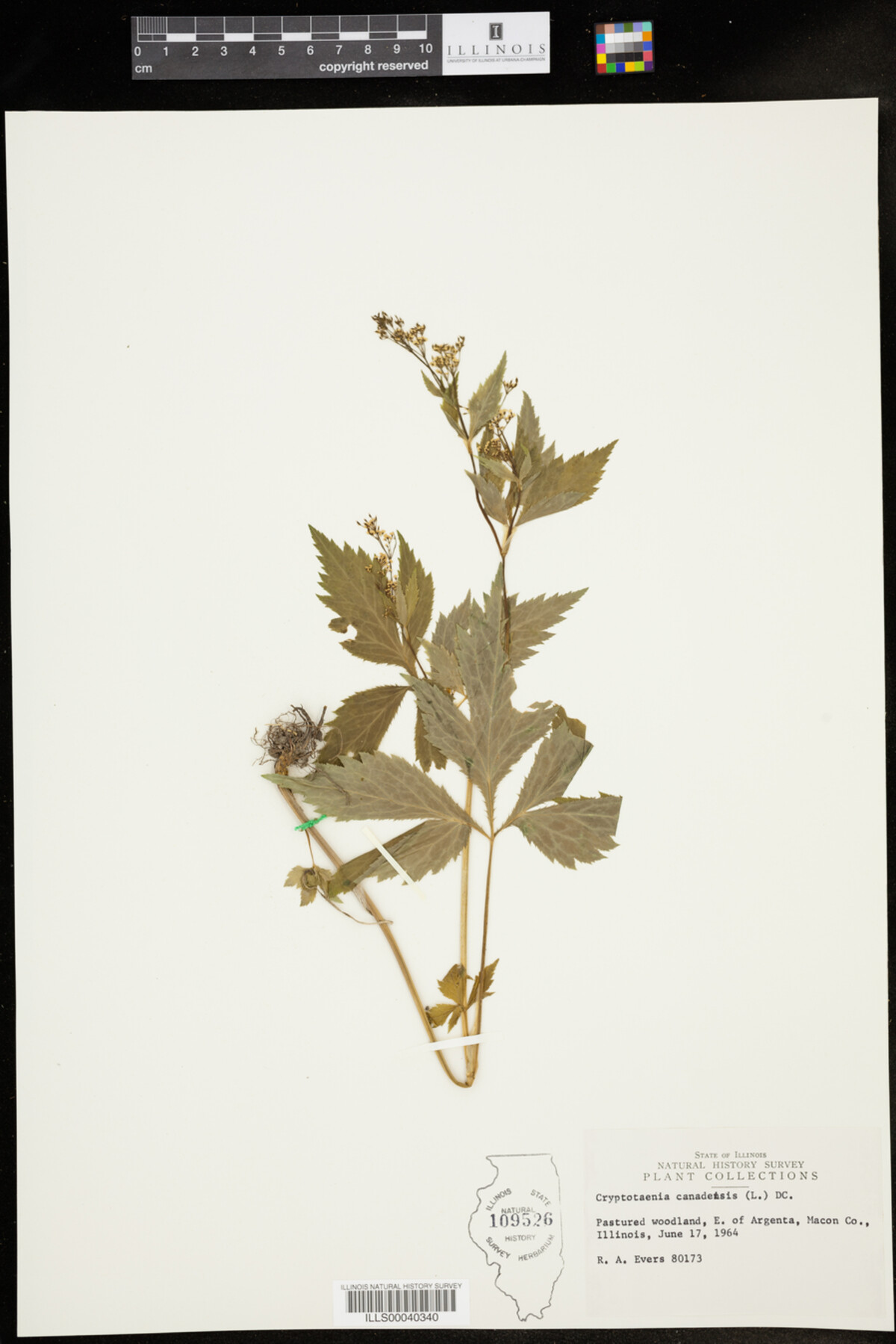 Cryptotaenia canadensis image