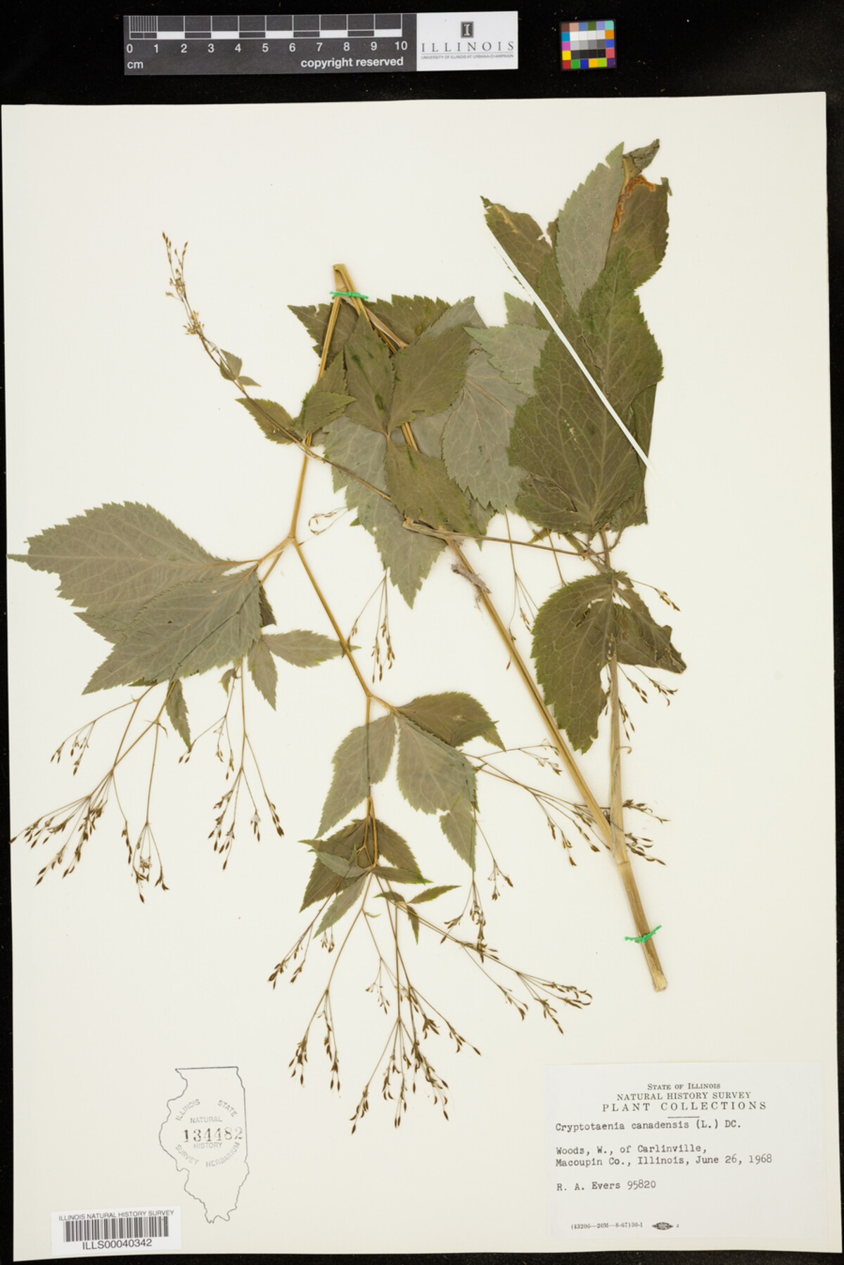 Cryptotaenia canadensis image