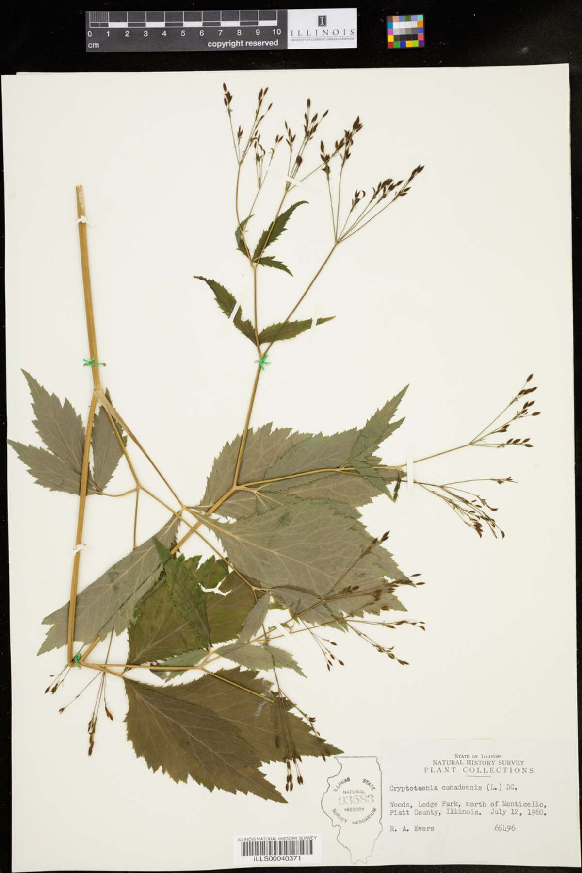 Cryptotaenia canadensis image