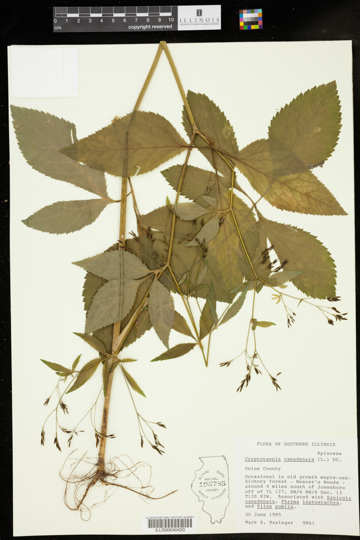 Cryptotaenia canadensis image