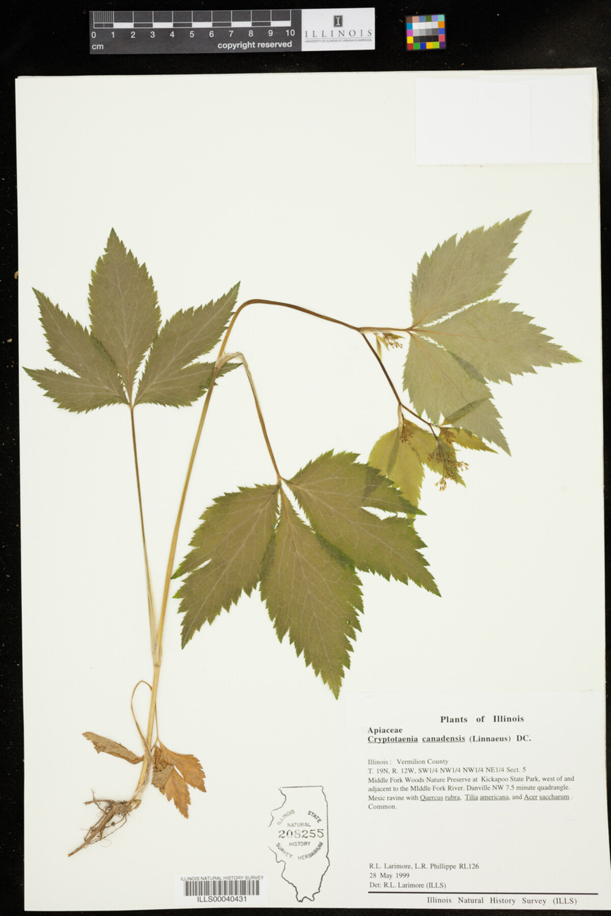 Cryptotaenia canadensis image