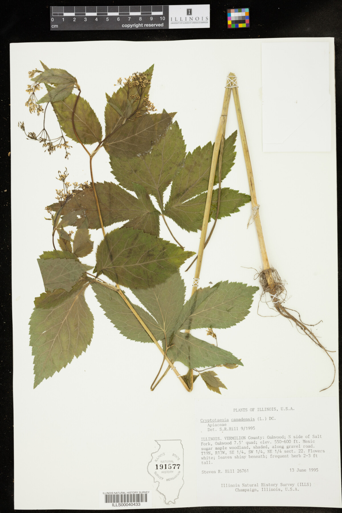 Cryptotaenia canadensis image