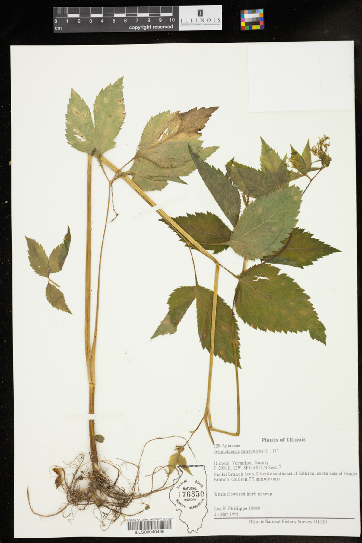 Cryptotaenia canadensis image