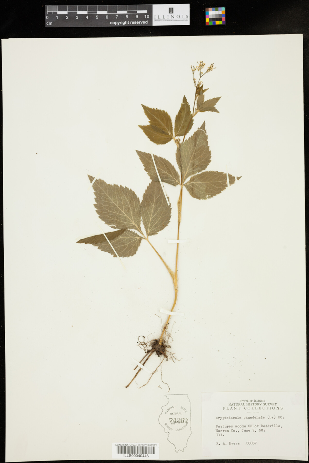 Cryptotaenia image