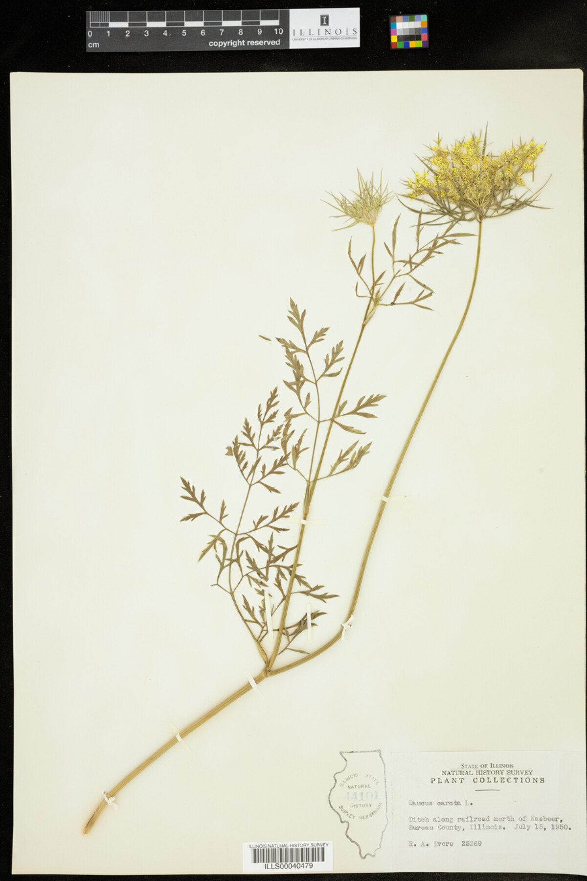 Daucus carota image