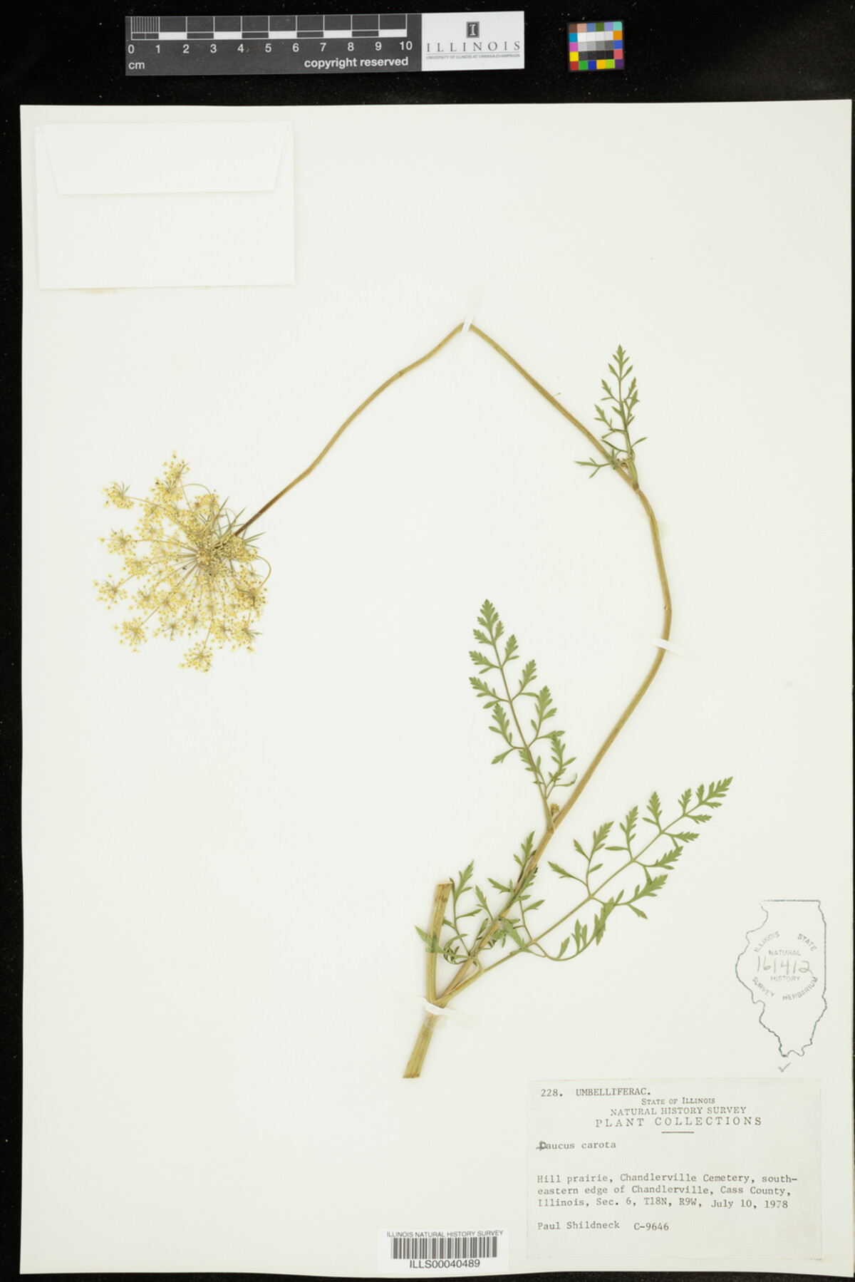Daucus carota image