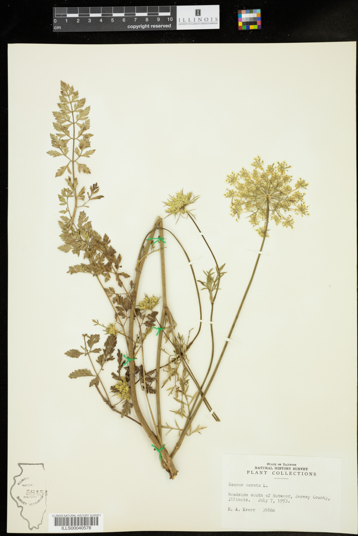 Daucus carota image