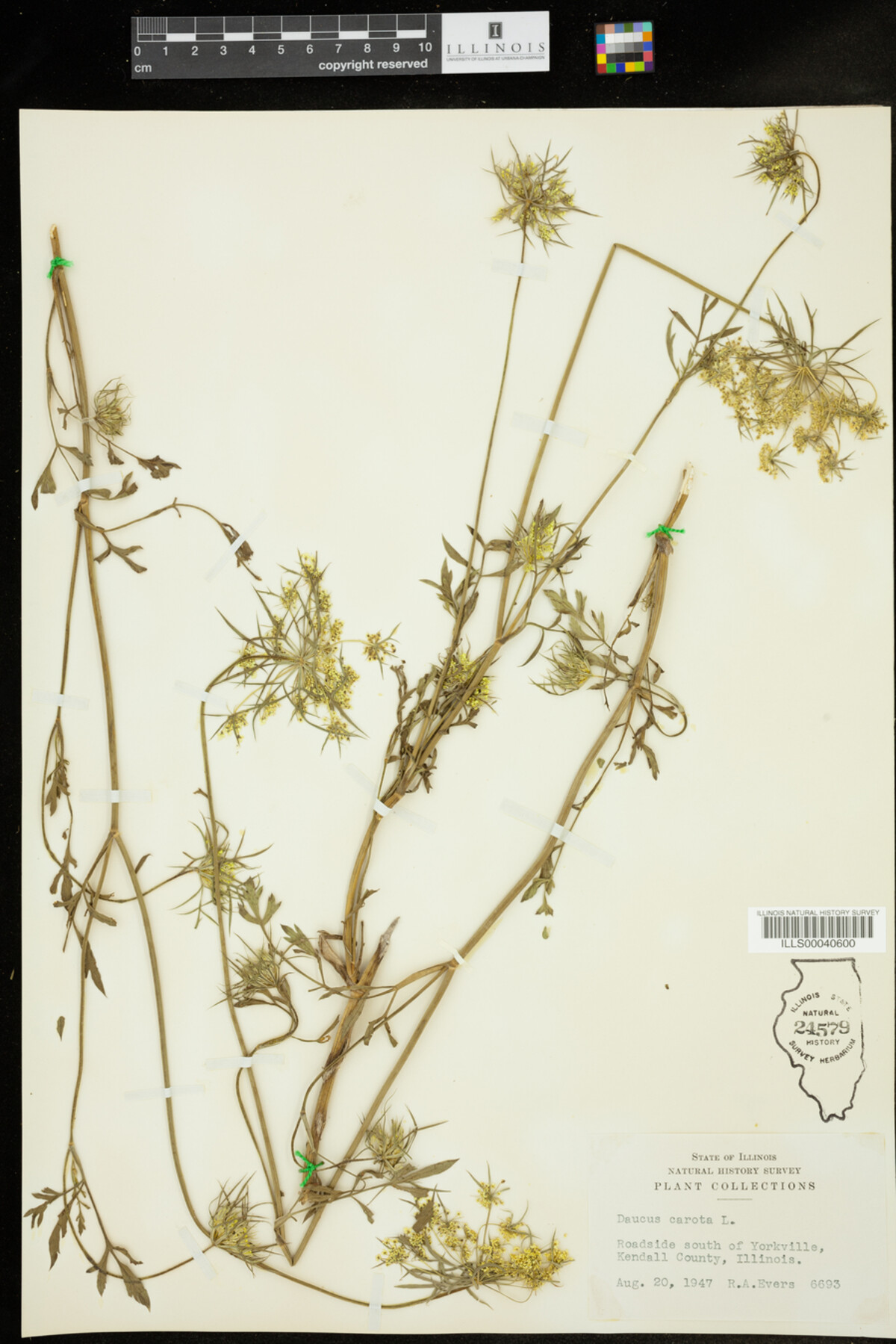 Apiaceae image