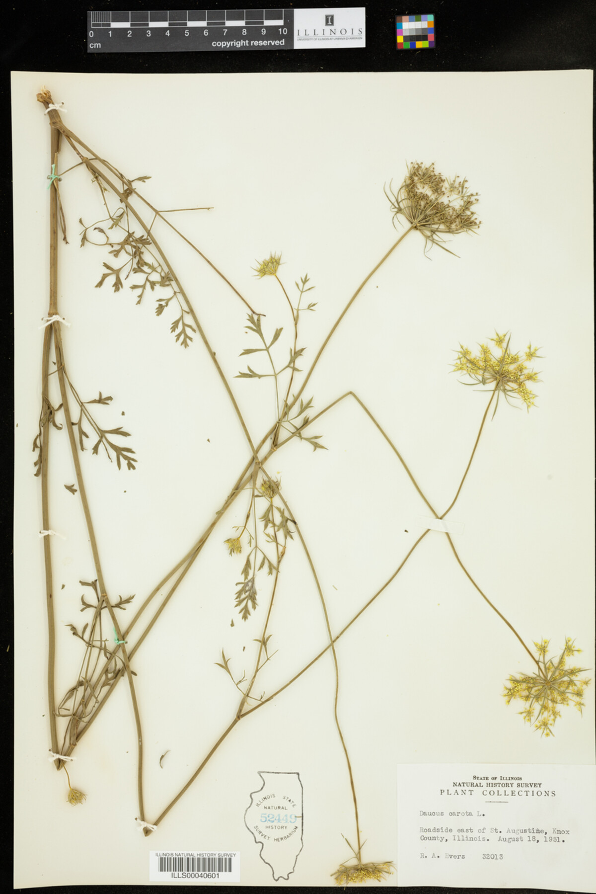 Daucus carota image