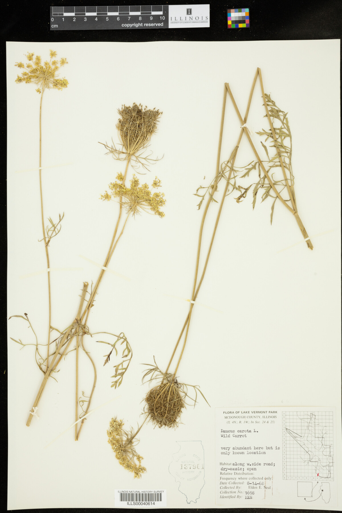 Daucus image
