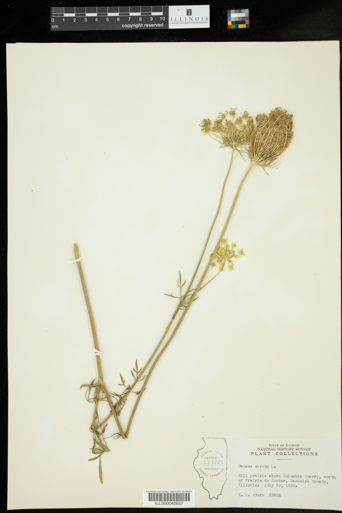 Daucus carota image