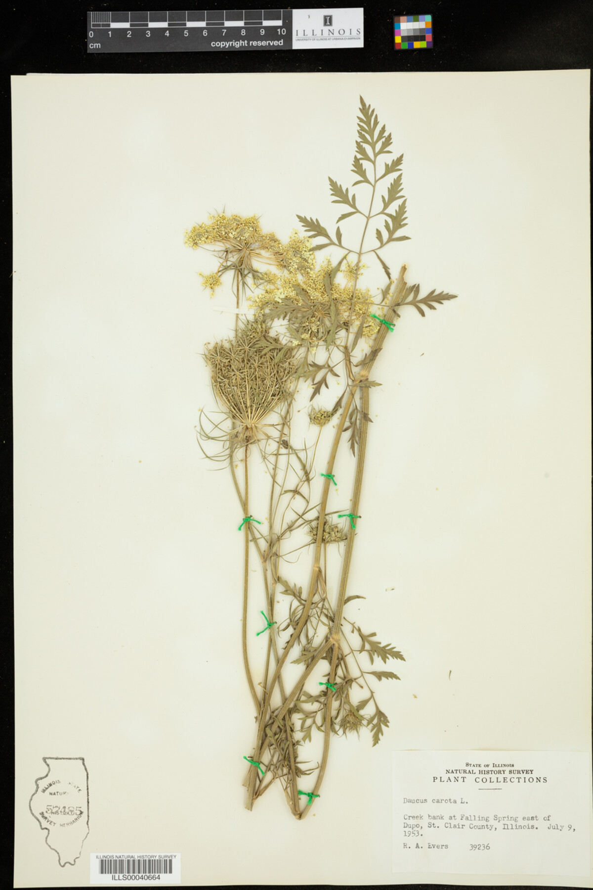 Daucus carota image