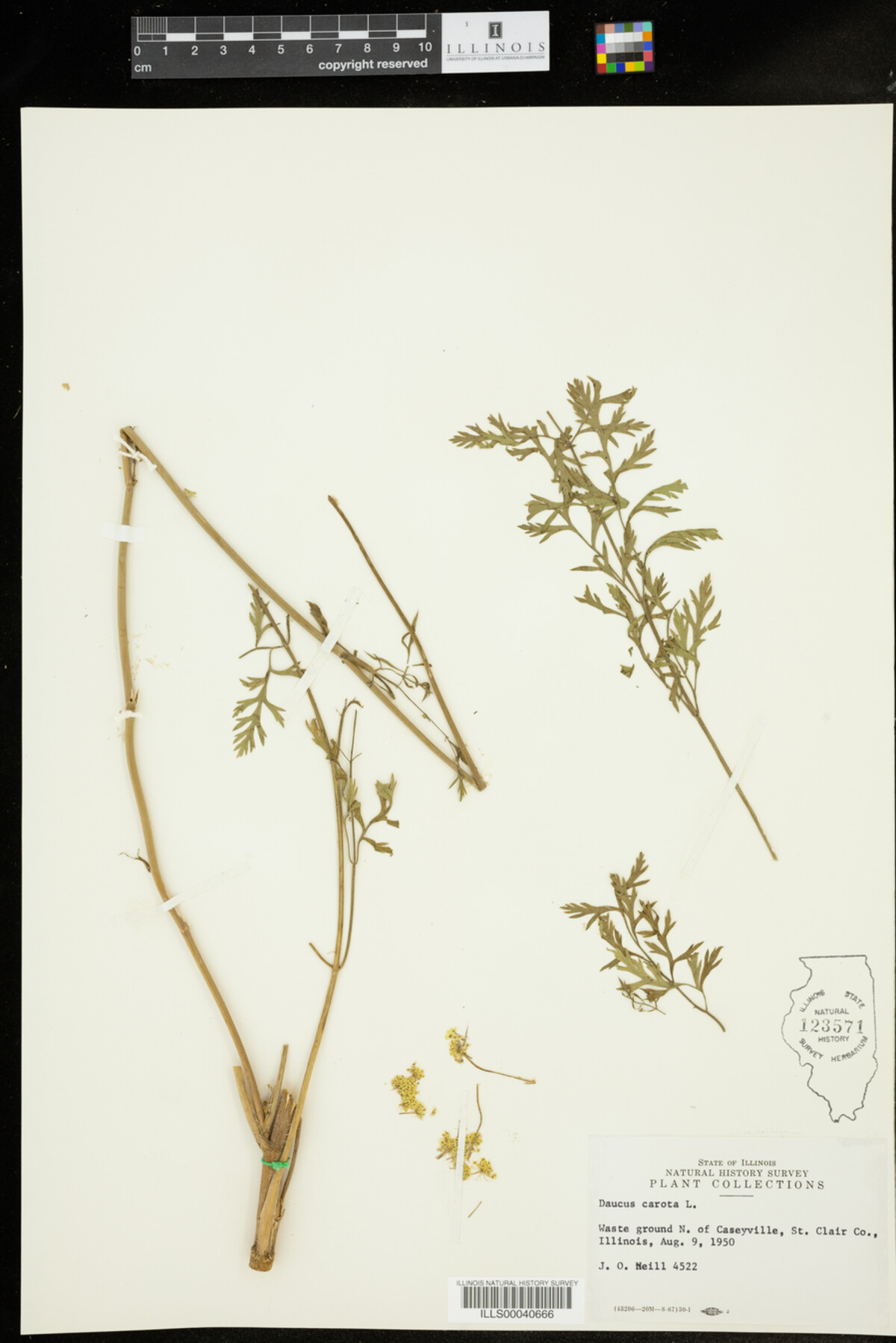Daucus carota image