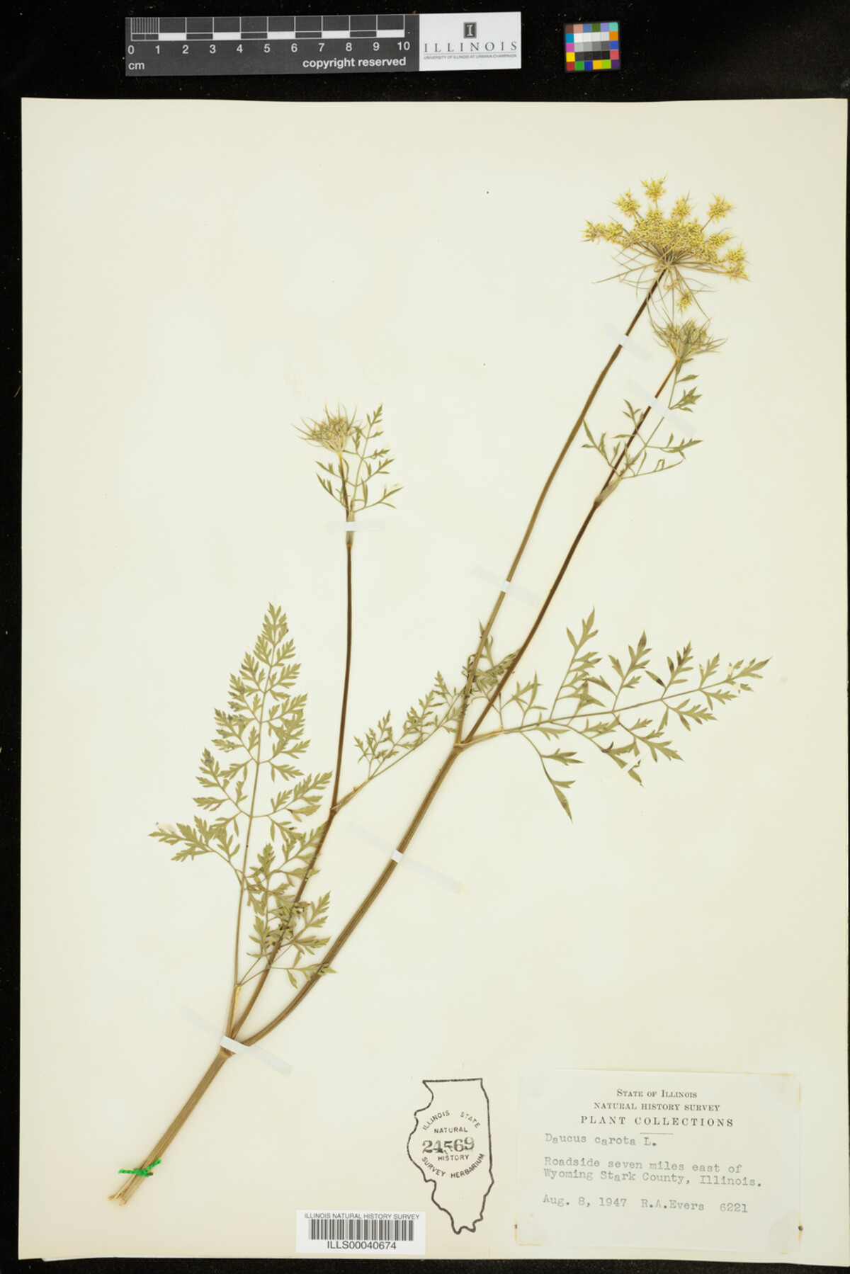 Daucus carota image