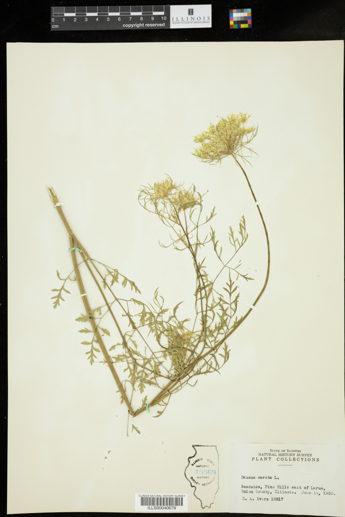 Daucus carota image