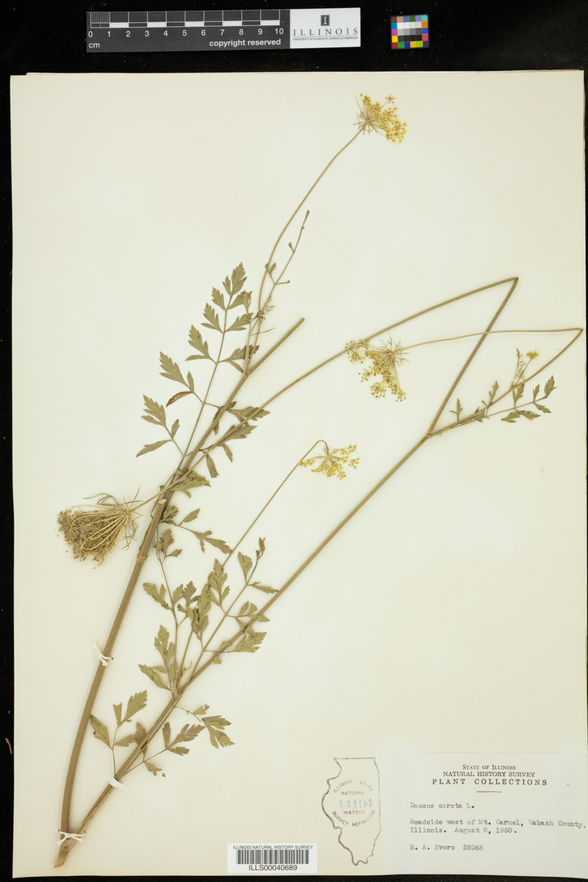 Daucus carota image