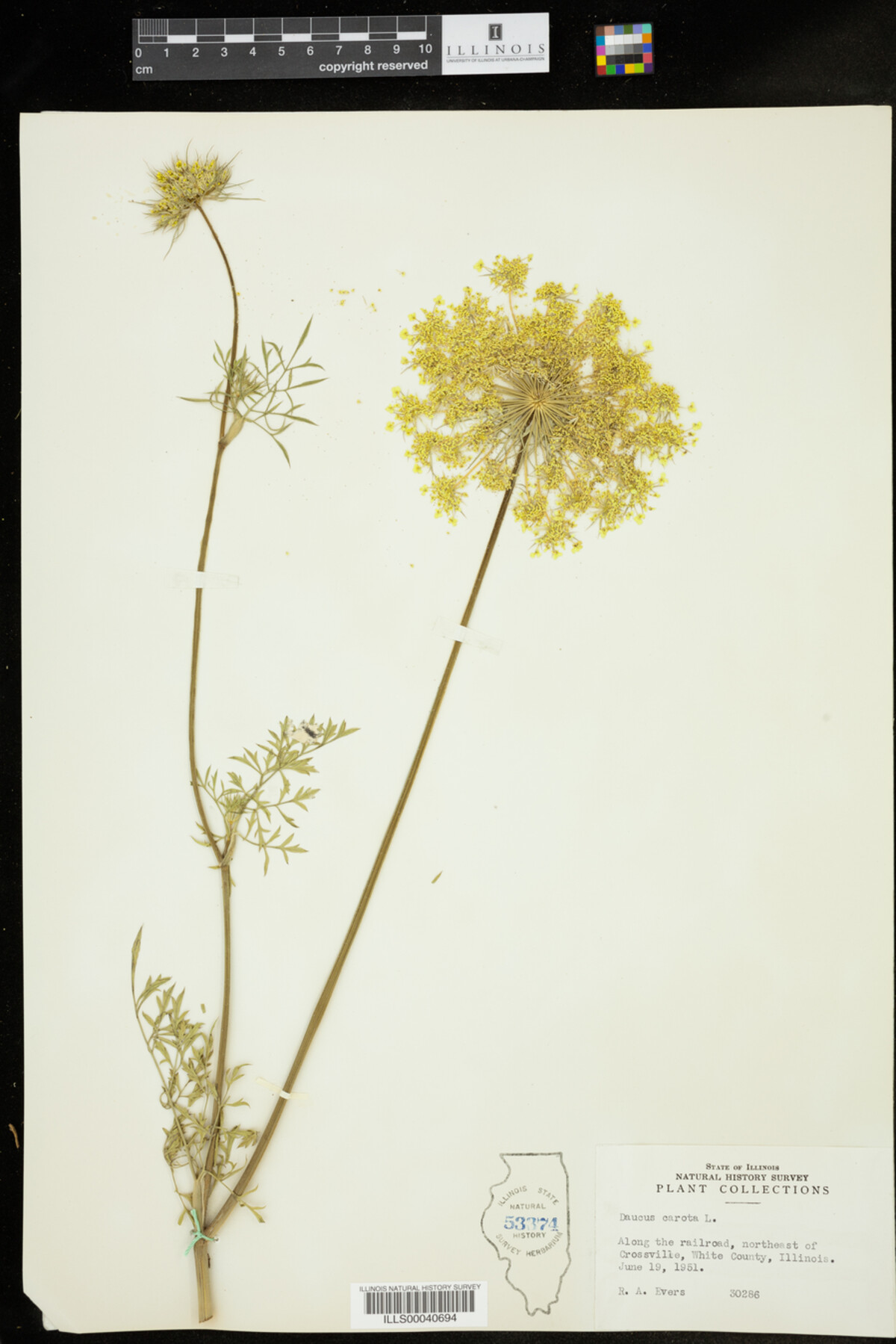Daucus carota image