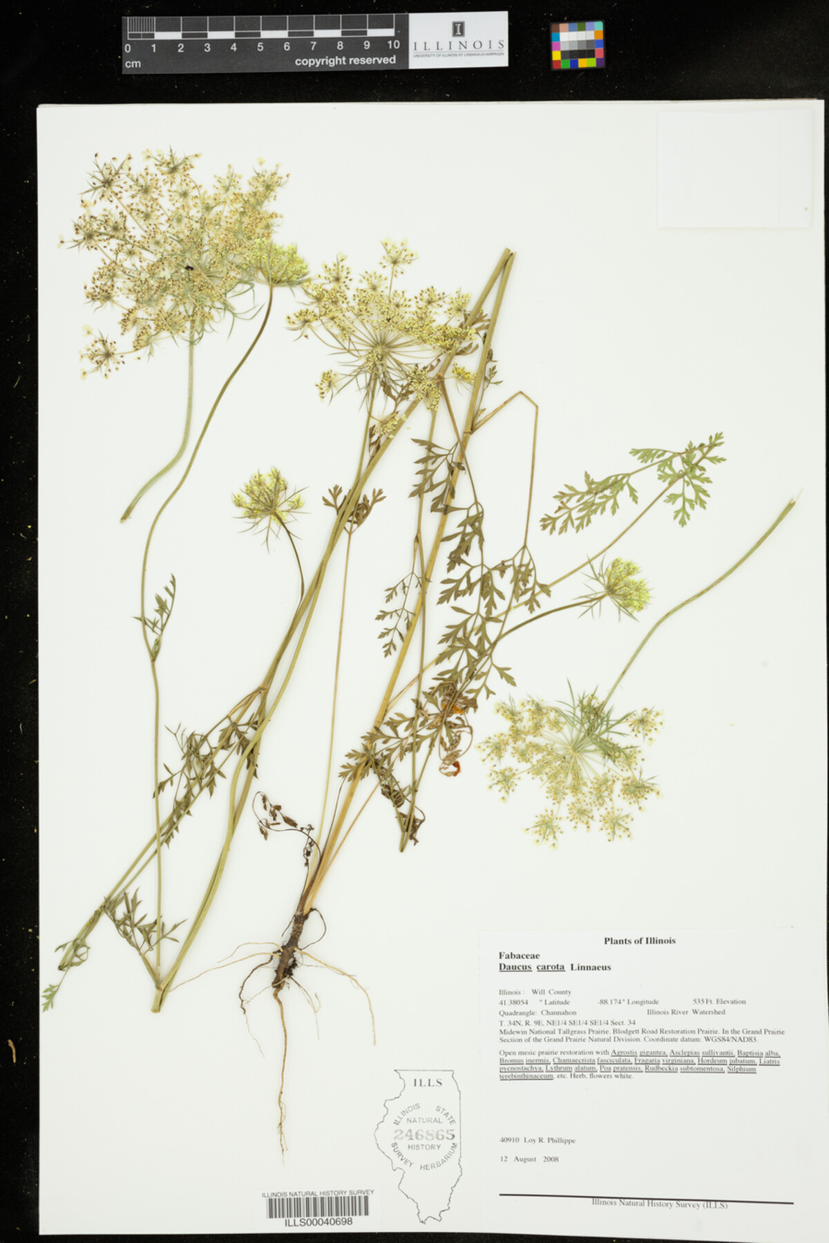 Daucus carota image