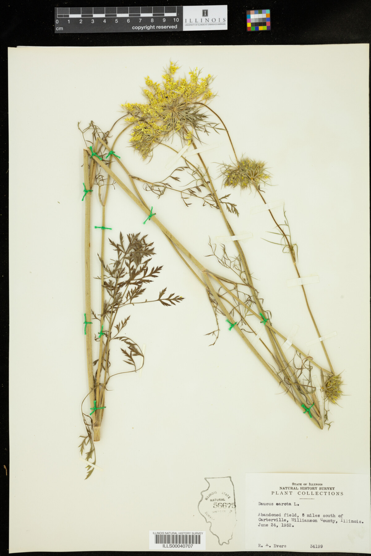 Daucus image