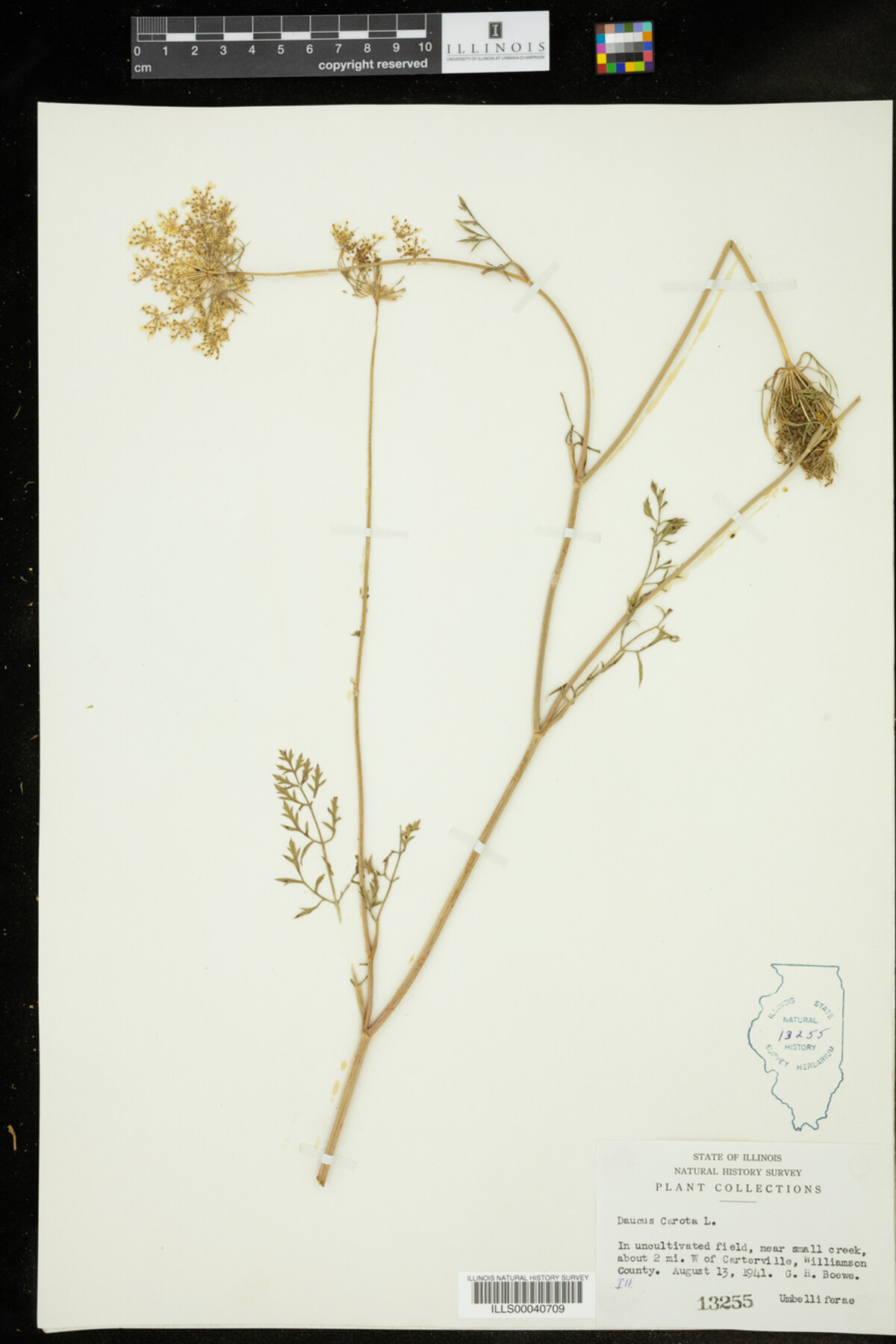 Daucus carota image
