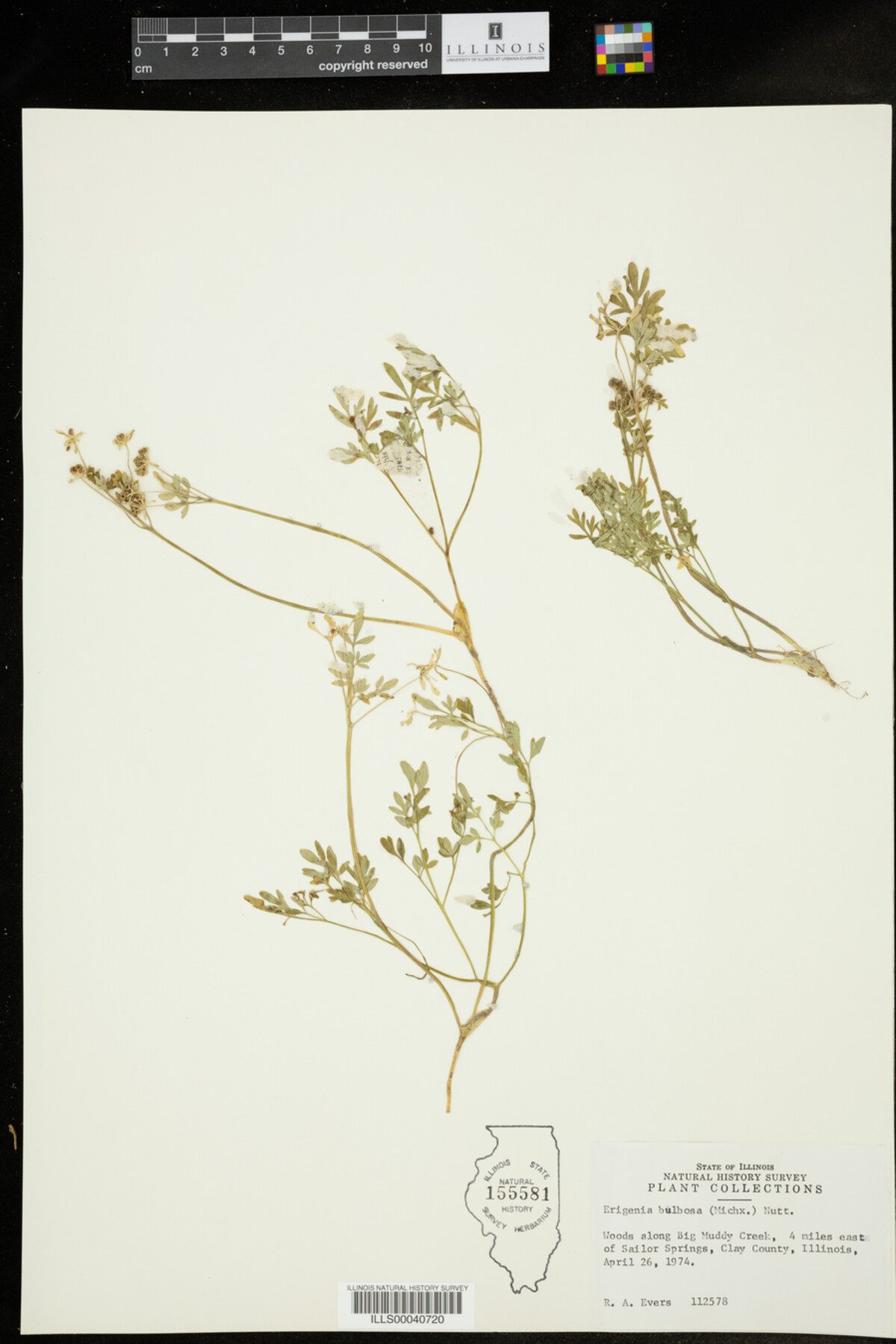 Erigenia bulbosa image