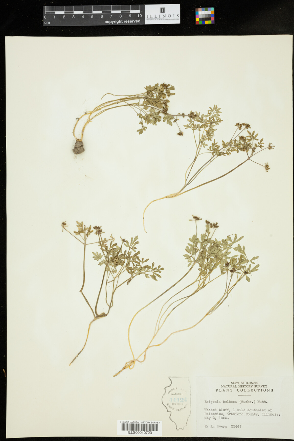 Erigenia bulbosa image
