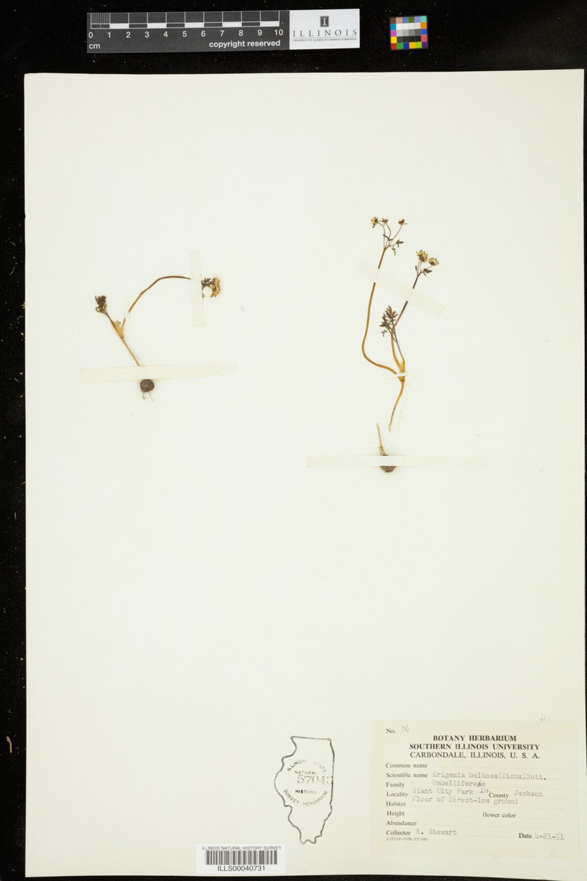 Erigenia bulbosa image