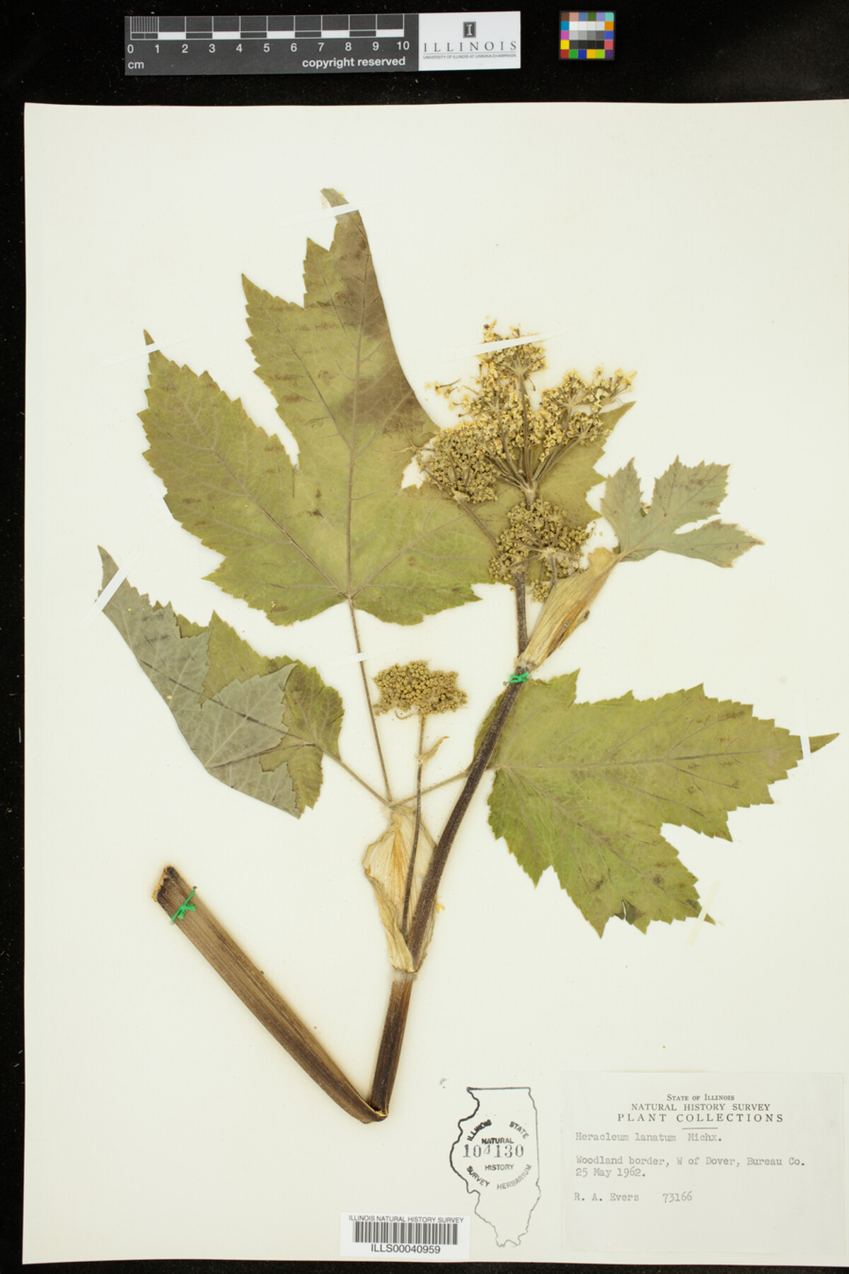 Heracleum lanatum image