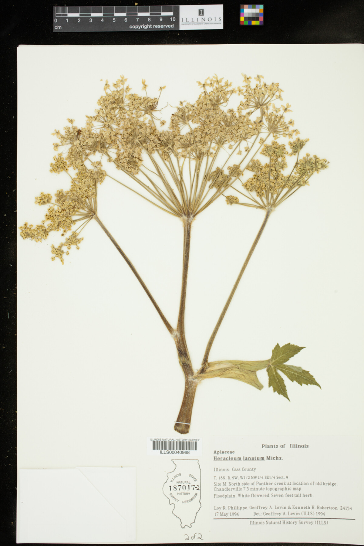 Heracleum lanatum image