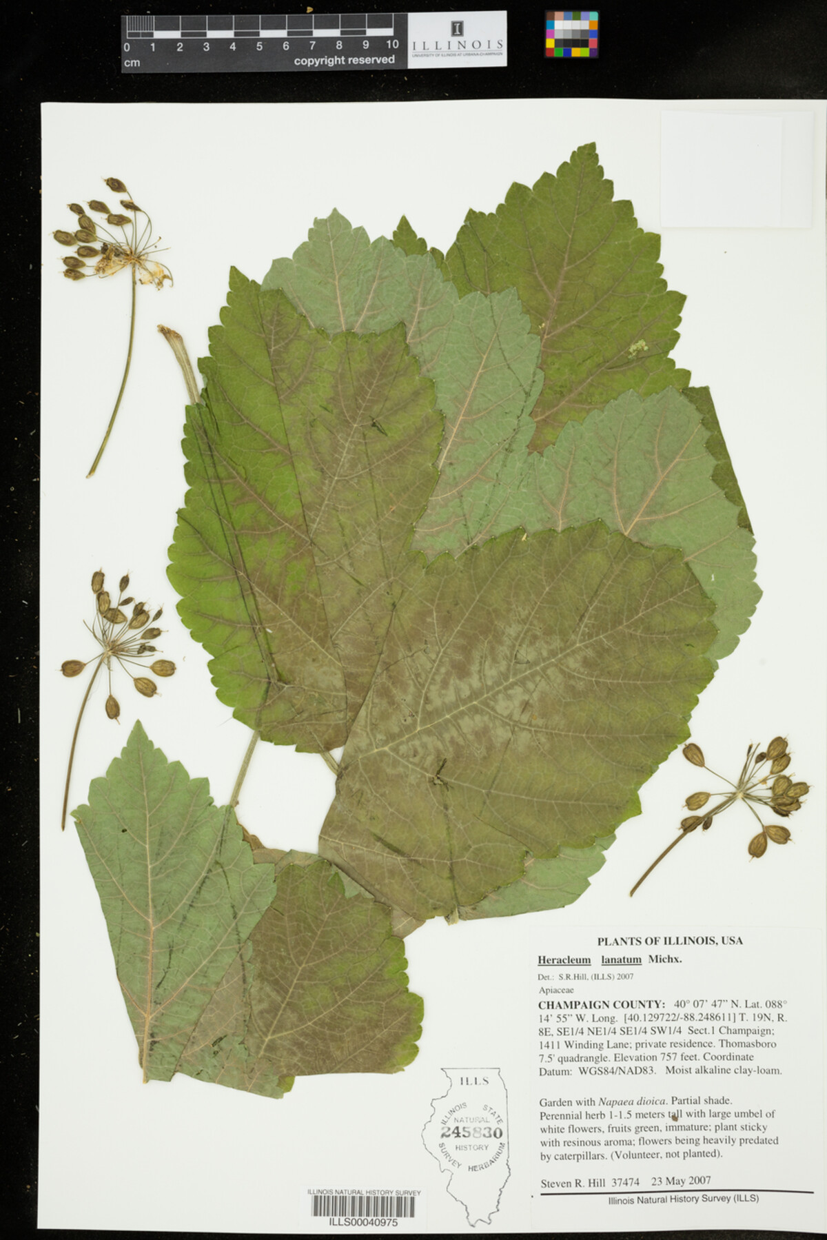 Heracleum image
